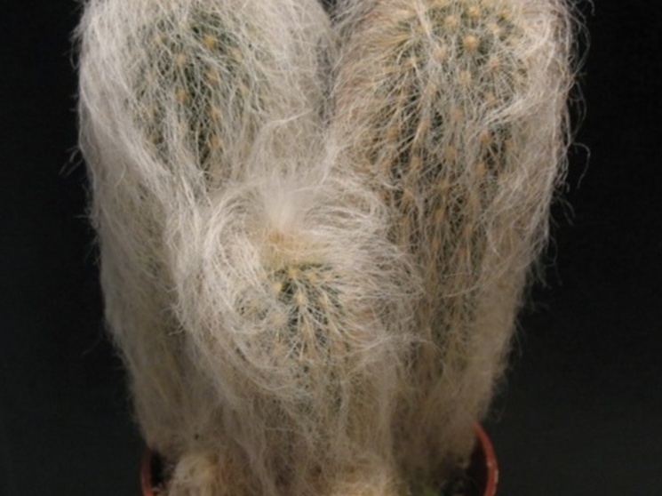 Espostoa nana