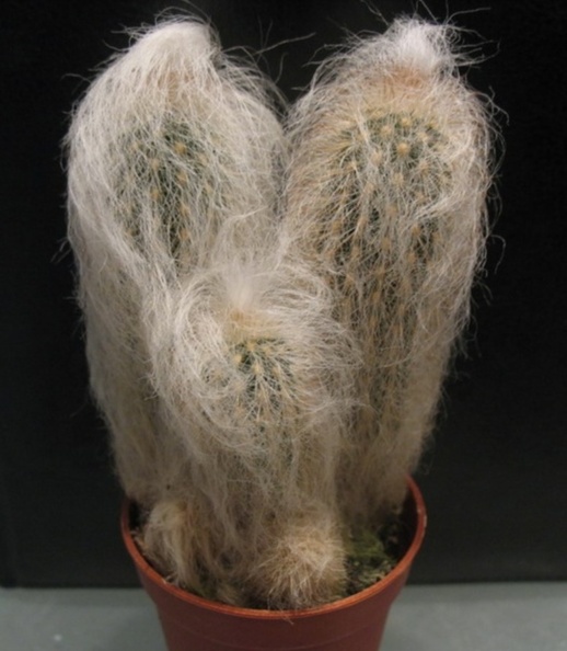 Espostoa_nana.jpg