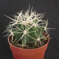Ferocactus glaucescens
