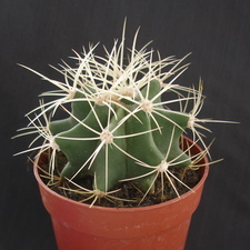 Ferocactus glaucescens