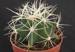 Ferocactus glaucescens