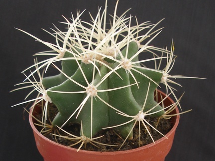Ferocactus glaucescens