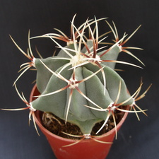 Ferocactus hystrix