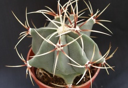 Ferocactus hystrix