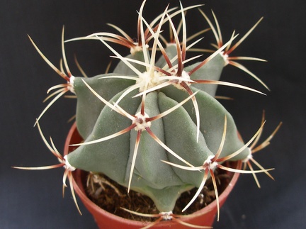 Ferocactus hystrix