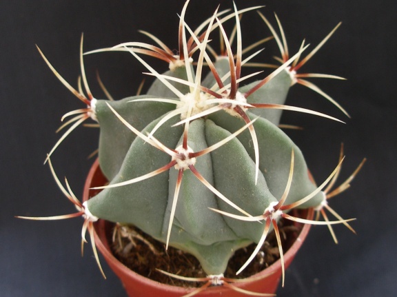 Ferocactus hystrix