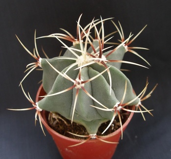 Ferocactus hystrix