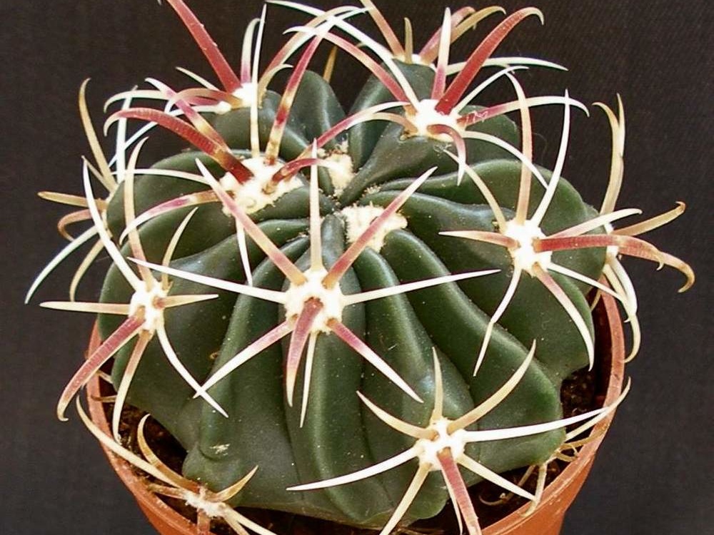 Ferocactus latispinus