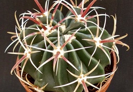Ferocactus latispinus