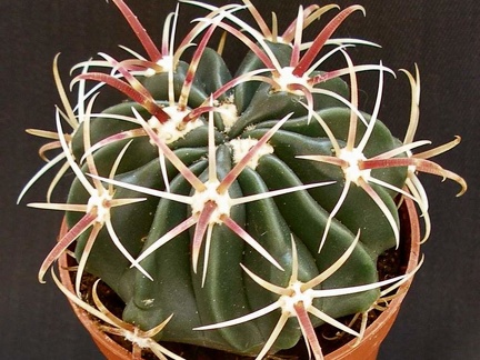 Ferocactus latispinus