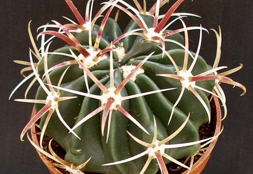 Ferocactus latispinus