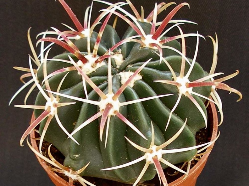 Ferocactus latispinus