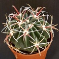 Ferocactus latispinus