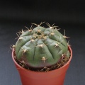 Gymnocalycium anisitsii