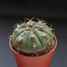 Gymnocalycium anisitsii