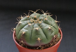 Gymnocalycium anisitsii