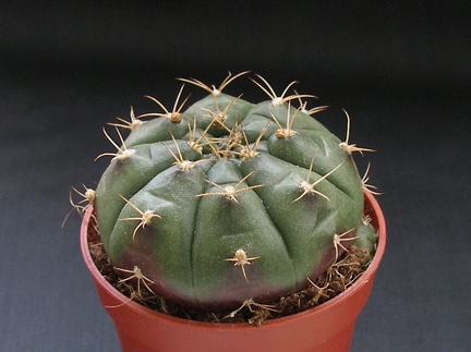 Gymnocalycium anisitsii