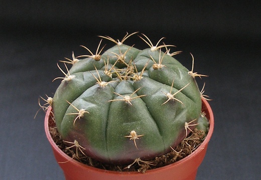 Gymnocalycium anisitsii