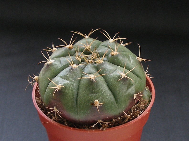 Gymnocalycium anisitsii