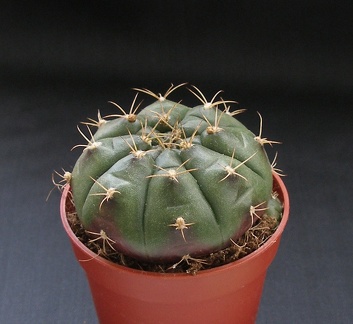 Gymnocalycium anisitsii