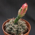 Gymnocalycium baldianum