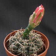 Gymnocalycium baldianum
