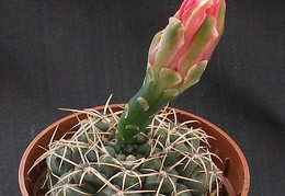 Gymnocalycium baldianum