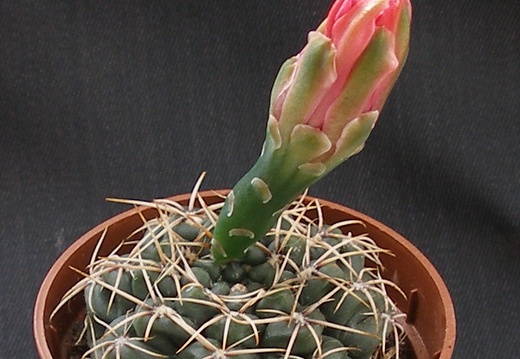 Gymnocalycium baldianum