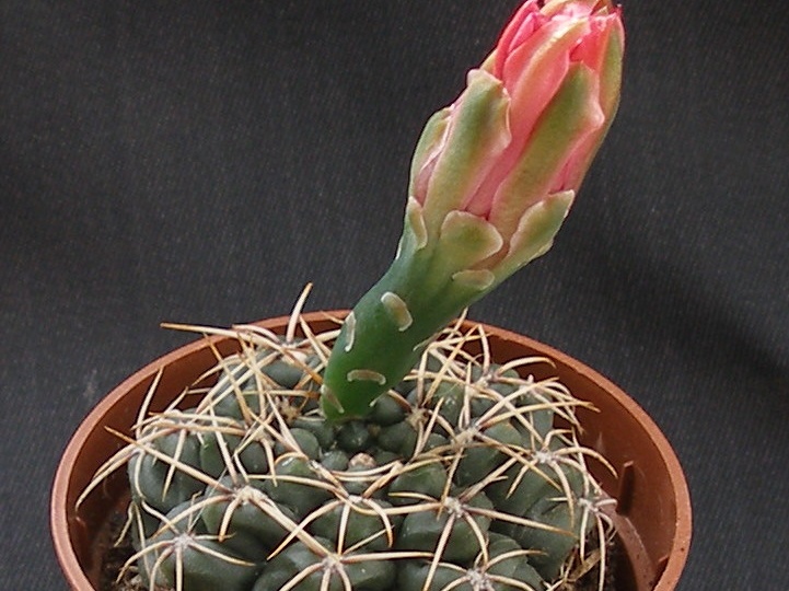 Gymnocalycium baldianum