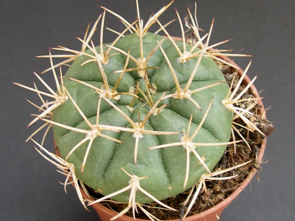 Gymnocalycium eurypleurum