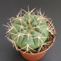 Gymnocalycium eurypleurum