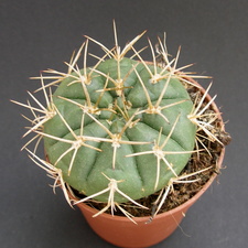 Gymnocalycium eurypleurum