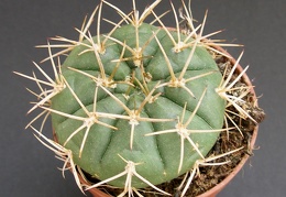 Gymnocalycium eurypleurum