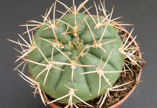 Gymnocalycium eurypleurum