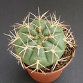 Gymnocalycium_eurypleurum.JPG