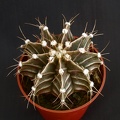 Gymnocalycium friedrichii