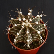 Gymnocalycium friedrichii