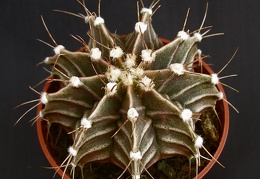 Gymnocalycium friedrichii