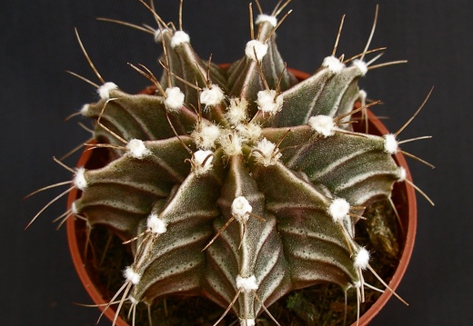 Gymnocalycium friedrichii