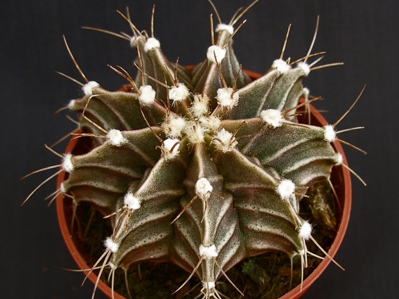 Gymnocalycium friedrichii