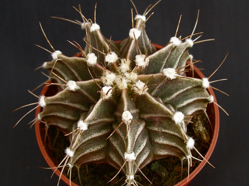 Gymnocalycium friedrichii