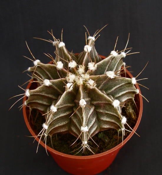 Gymnocalycium_friedrichii.JPG