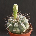 Gymnocalycium ochoterenae