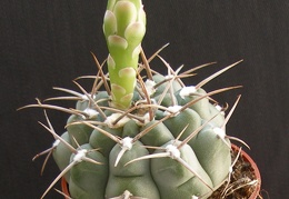 Gymnocalycium ochoterenae