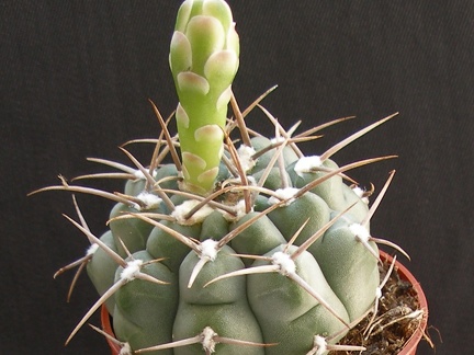 Gymnocalycium ochoterenae