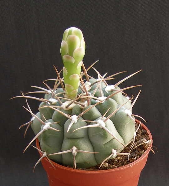 Gymnocalycium_ochoterenae.JPG