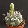 Gymnocalycium_ochoterenae.JPG