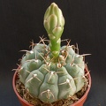 Gymnocalycium ochoterenae subsp  vatteri