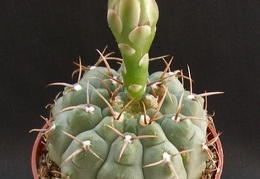 Gymnocalycium ochoterenae subsp  vatteri
