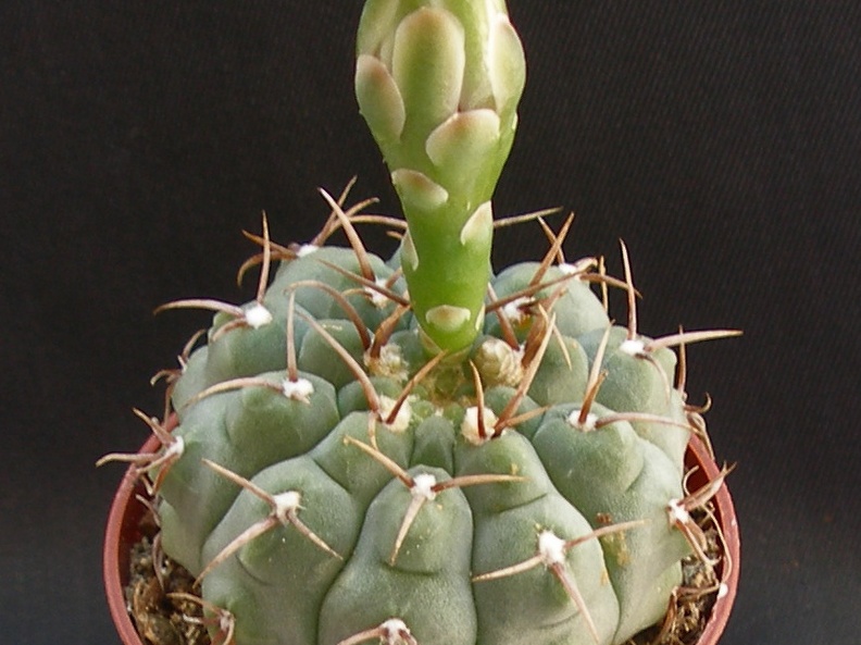 Gymnocalycium ochoterenae subsp  vatteri